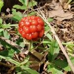 Rubus trivialis Frukt