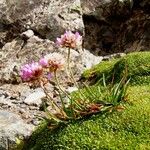 Armeria alpina Habit