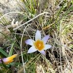 Romulea arnaudii 花