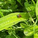 Plantago lanceolata Leht