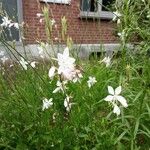 Oenothera gauraFlors