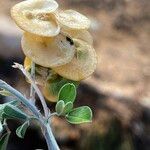 Medicago arborea Φρούτο