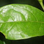 Margaritaria nobilis Φύλλο