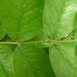 Detarium macrocarpum Blatt