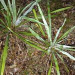 Yucca rupicola Habit