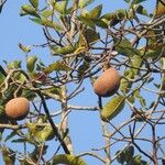Macoubea guianensis Плод