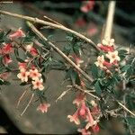 Symphoricarpos longiflorus عادت