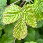 Rubus ferus Folha