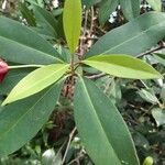 Illicium floridanum Blatt