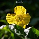 Papaver cambricum Blomma