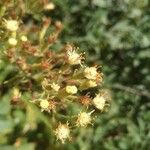 Senecio cacaliaster Flor