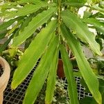 Alpinia macroura Leaf