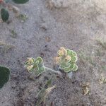 Dithyrea californica Агульны выгляд