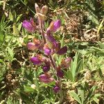 Lupinus formosus Flor