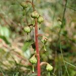 Pyrola chlorantha Vaisius