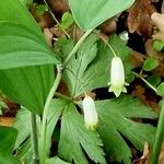 Polygonatum odoratum Fleur