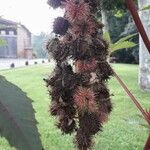 Ricinus communis Fruto