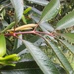 Cunonia capensis Hoja