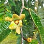 Guatteria amplifolia Flower