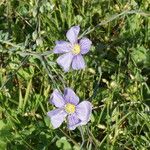 Linum austriacum फूल