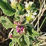 Lippia javanica Плод