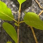 Viburnum rufidulum Foglia