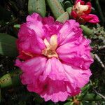 Rhododendron campanulatum subsp. aeruginosum (Hook.f.) D.F.Chamb.Virág