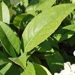 Hydrangea seemannii Hábito