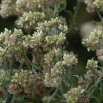 Pseudognaphalium undulatum Floro