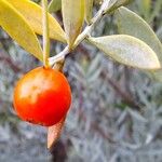 Osyris lanceolata Fruit