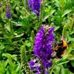 Veronica spicata Other