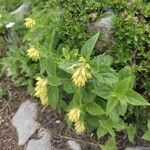 Paederota lutea Blomma