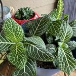 Goodyera pubescens Blatt