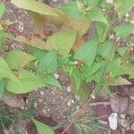 Fallopia dumetorum Hoja