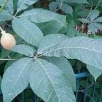 Aesculus parviflora Leaf