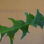 Taraxacum obliquilobum ഇല