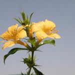 Barleria prionitis Blomst