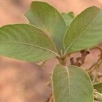 Vangueriopsis lanciflora Yaprak