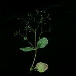 Debia ovatifolia Habitus