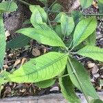 Lophostemon confertus Leaf