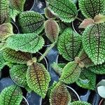 Pilea involucrata Ліст