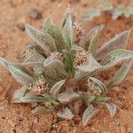 Plantago ciliata Annet