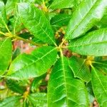 Rhododendron aberconwayi Leaf