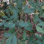 Rothmannia whitfieldii Leaf