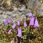 Soldanella pusilla 花