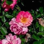 Rosa gallica Fiore