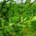 Prunus fruticosa Leaf