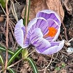 Crocus vernus Žiedas