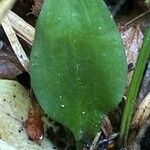 Goodyera repens Лист