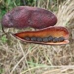 Erythrophleum suaveolens Frucht